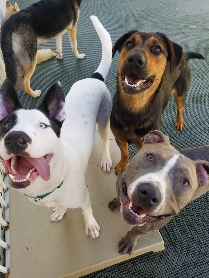 Big Dog Daycare Outdoors