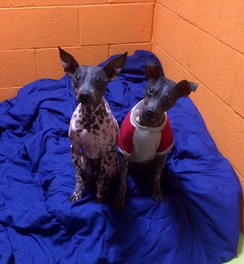 BOARDING Canoga Pet Resort