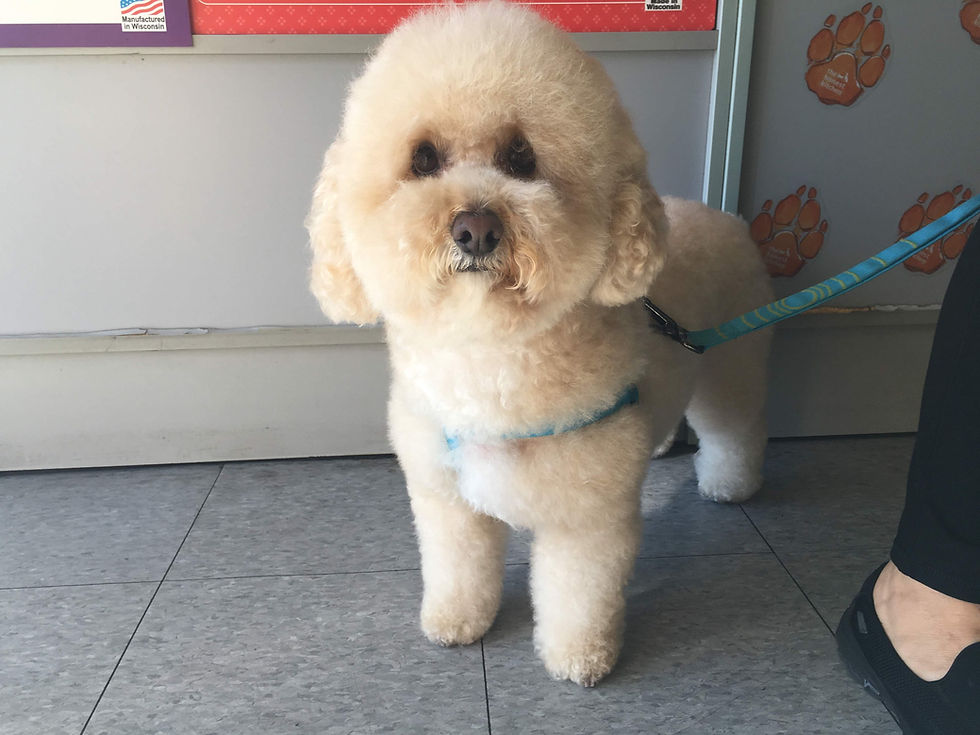 Why regular pet grooming matters