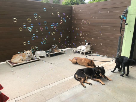 Beyond the cuteness: A pet parent's guide to puppy cams at Four Paws Day Care