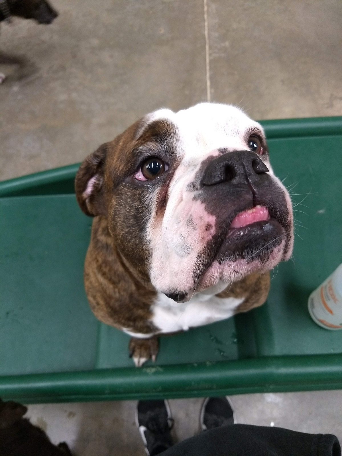 Big Dog Daycare