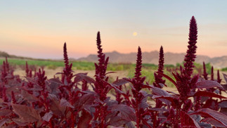A NATIVE NORTH AMERICAN CROP