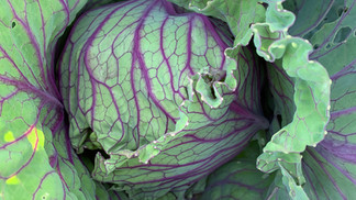COLORFUL CABBAGE WITH A SWEET