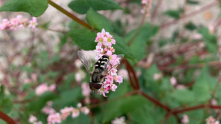 THE BEES LOVE BUCKWHEAT - SWEET
