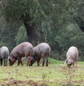 alimentation porcine.jpg