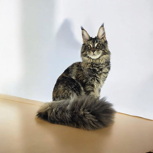 Evie1.jpg