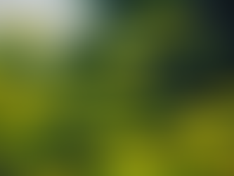 Wild Parsnip: Omaha's Pretty, But Toxic, Flower