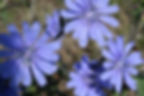 Chicory BC.jpg