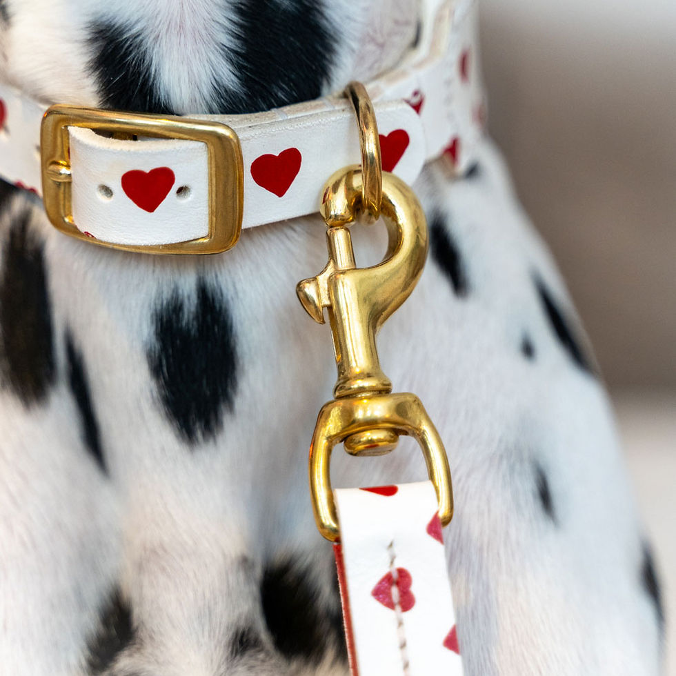 Dalmatiner mit Hundehalsband und Lederleine