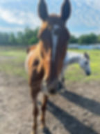 Therapy With Horses Orlando Florida.jpg