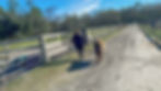 Therapy With Horses Orlando Florida.jpg