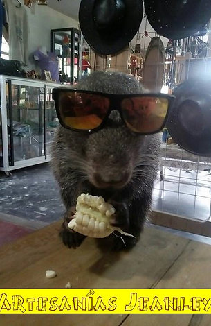 MACHÍN EN LA TIENDA