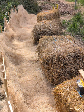 University Native Garden Project: Plant Selection, Flooding, and Walkway Improvement