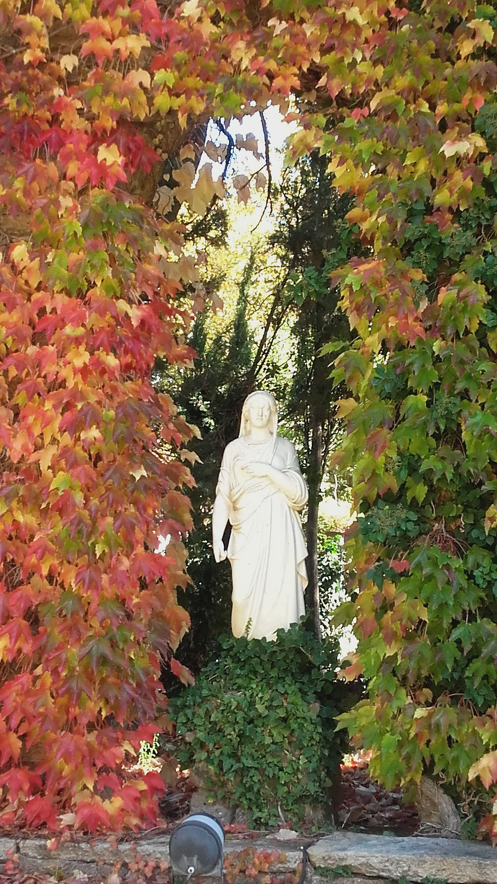 yedra de los arcos en otoño