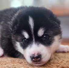 Corn Moon Medicine pup 1.jpg