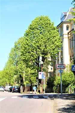 Metz