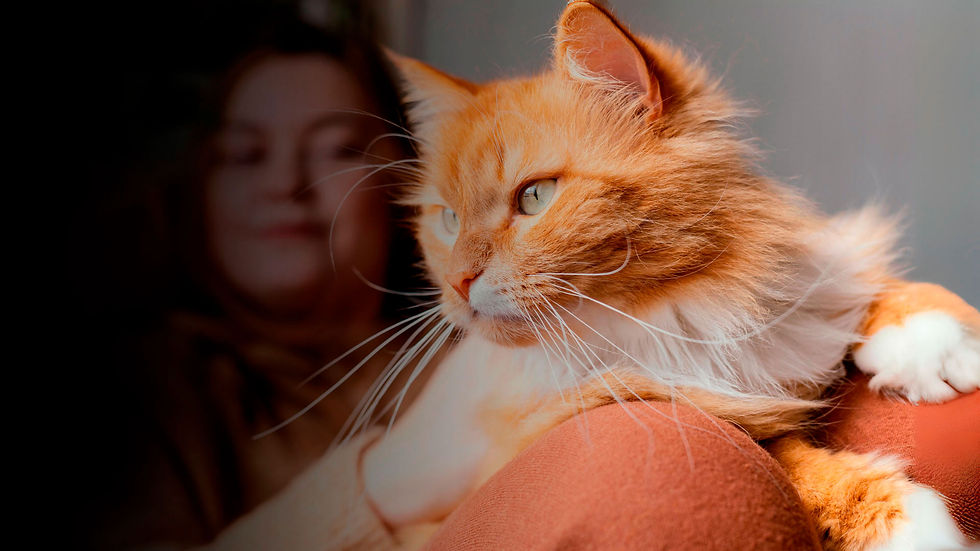 gato_2.jpg