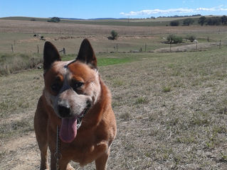 Billy