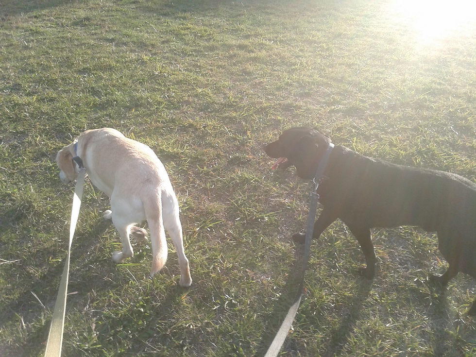 Bailey and Indy 000321.jpg