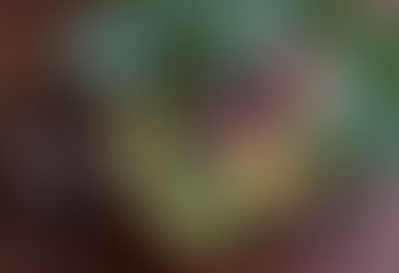 Văn hóa thưởng trà độc đáo của người Việt xưa và nay 