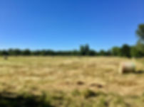 IMG_2042.jpeg