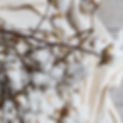 Cotton dreams...jpg