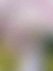 濟州櫻花油菜花同框