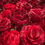 Thumbnail: liebe, rote rosen, blumenwand, dekorationsvermietung, hochzeitsdekoration, verlobung, christmas, rote weihnachten, wow effect