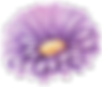 Purple Flower