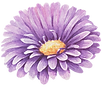 Purple Flower