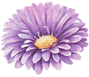 Flor Purpura