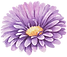 Purple Flower 