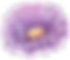 Purple Flower