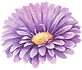 紫の花 
