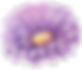 紫の花