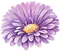 Purple Flower