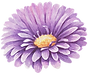 Purple Flower