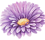 紫の花 