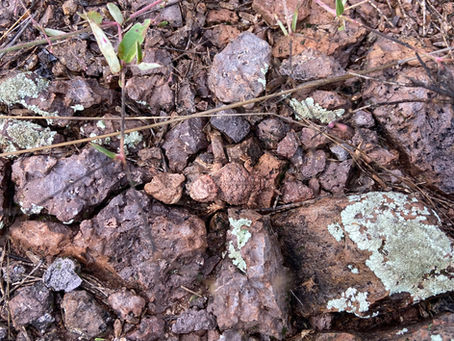 Crypsis & Camouflage