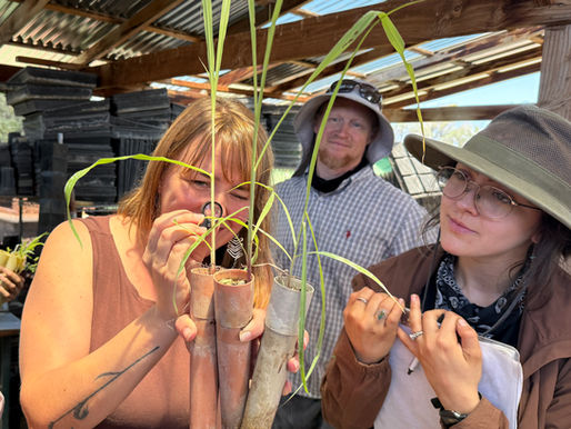 BRN identifies seeds from quail crops to strengthen wildlife habitat