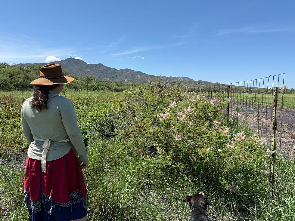 Francesca overlooking the growout plots for quail-related plants at BN&S