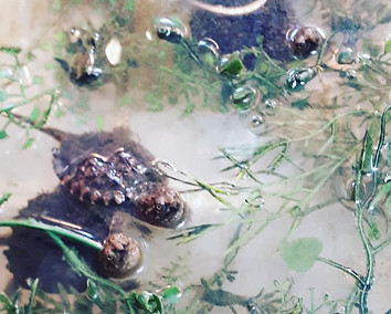 Copy of Giving back.jpg