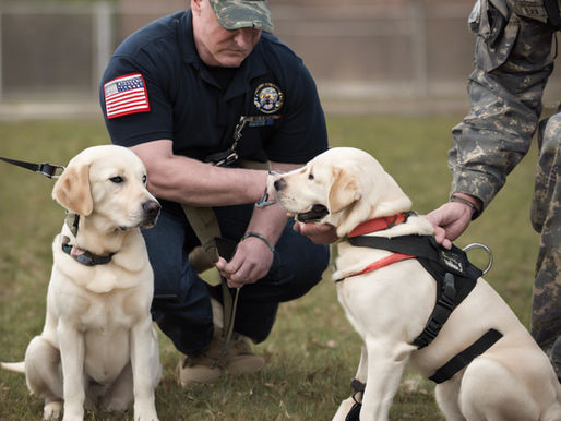 Military Training Principles Applied to Dog Training for Veterans