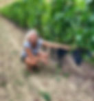 workinginvines.jpeg