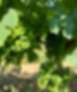 Junegrapes.jpeg
