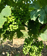 Junegrapes.jpeg