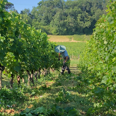 Working in the vines at Château George 7