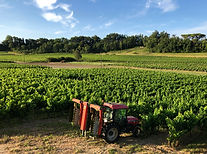 Trimming vines.jpeg