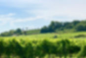 Vineyard 2019.jpeg