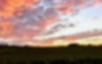 Time for bats to come out hunting over the vines
